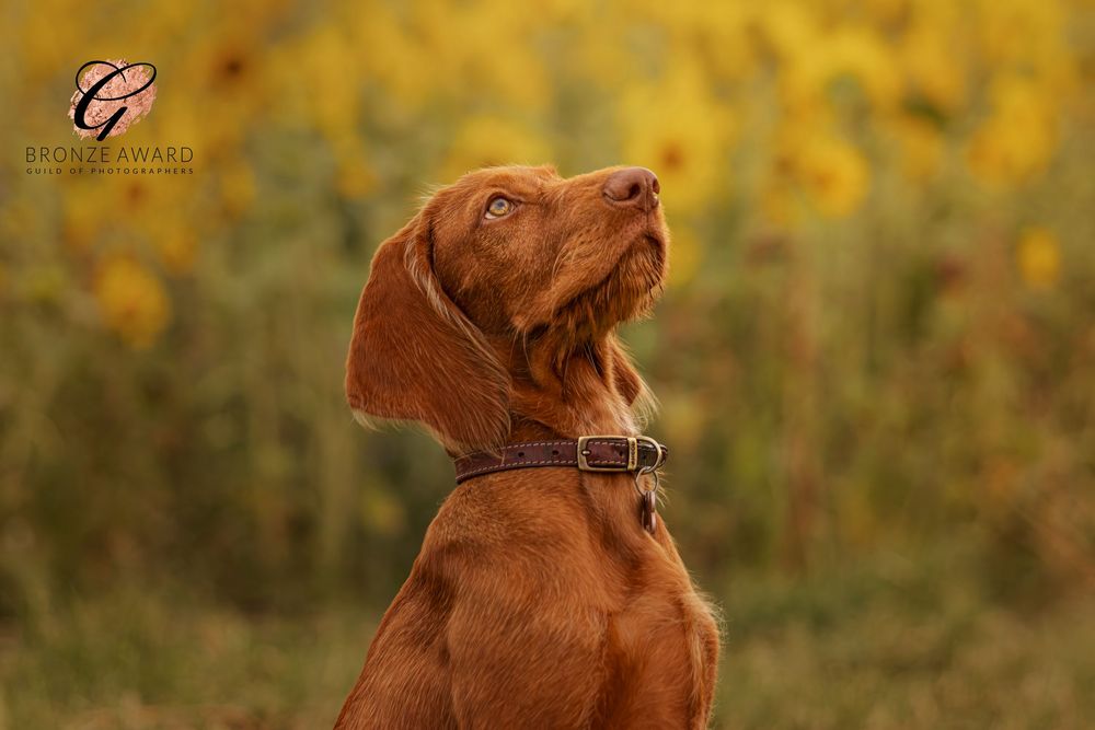 A reddish-brown Vizsla dog sits in a golden field of autumn flowers with sunlit bokeh background.