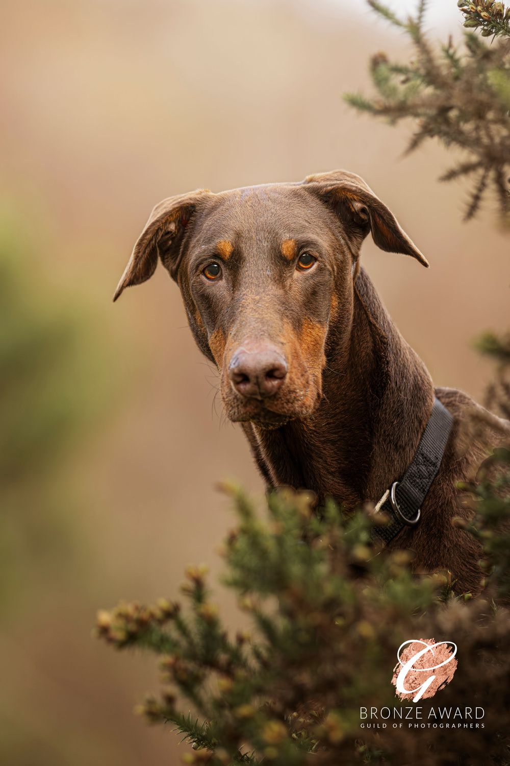 Brown Labrador retriever dog peeks through evergreen branches with alert amber eyes and focused expression.
