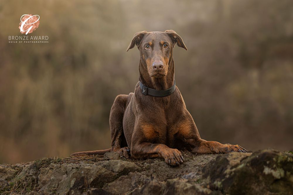 A chocolate brown Doberman dog rests on a mossy stone wall in a natural outdoor setting.