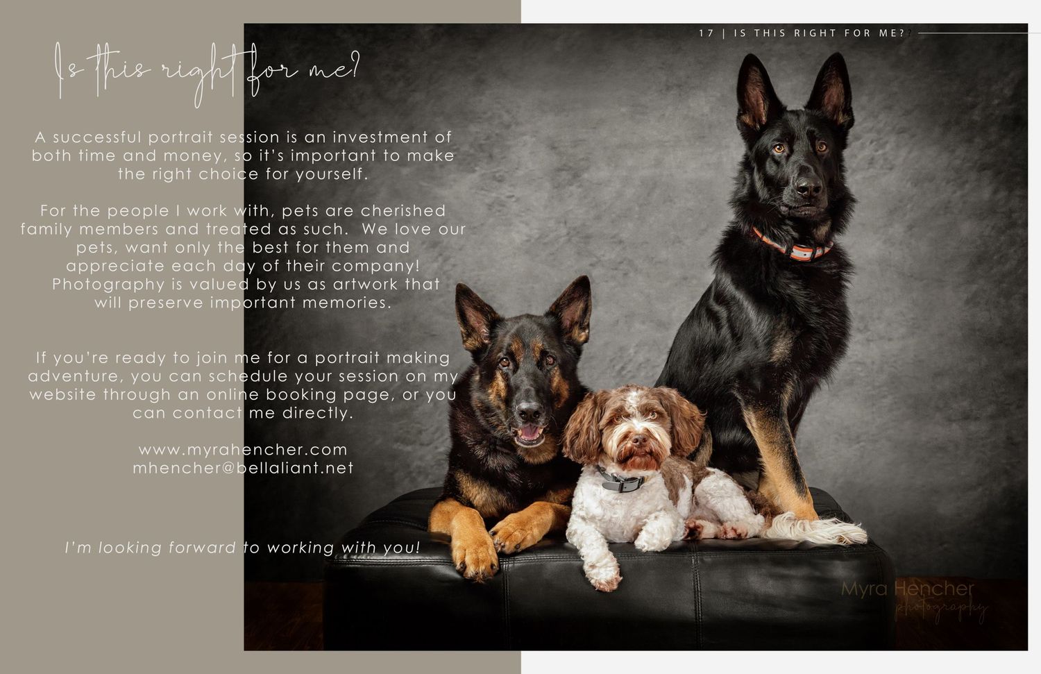 Professional studio portrait of three dogs sitting together on dark background.