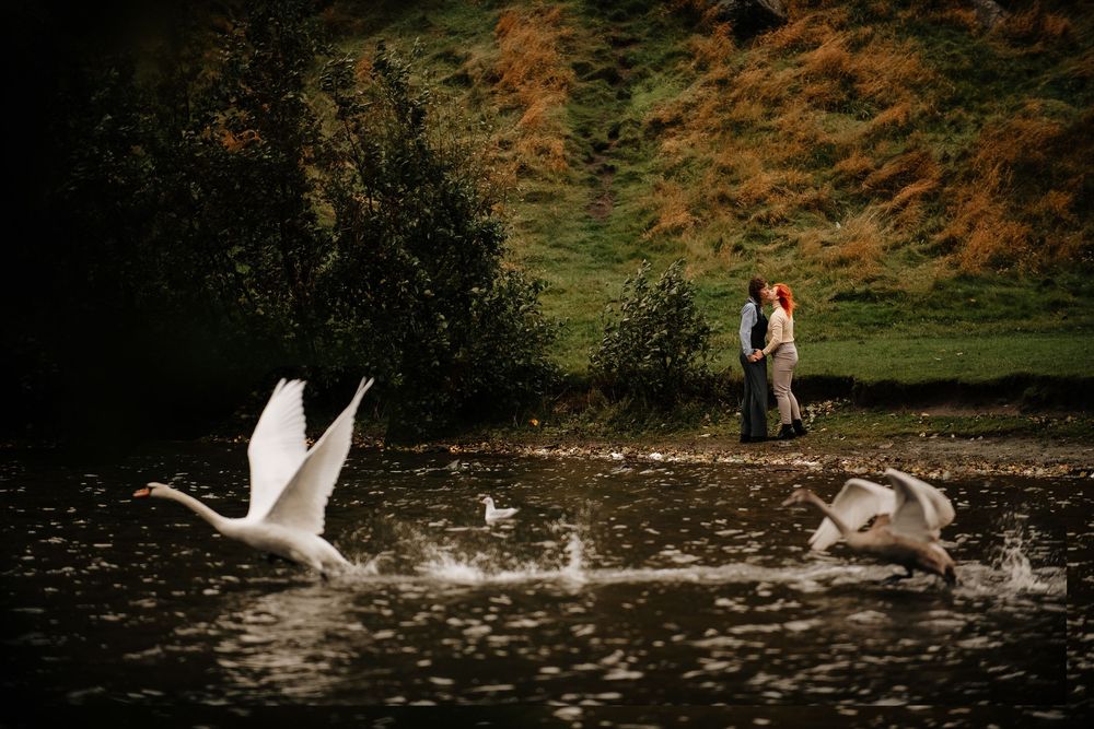 White swans taking flight from a pond with autumn foliage in the background and silhouettes by the shore.