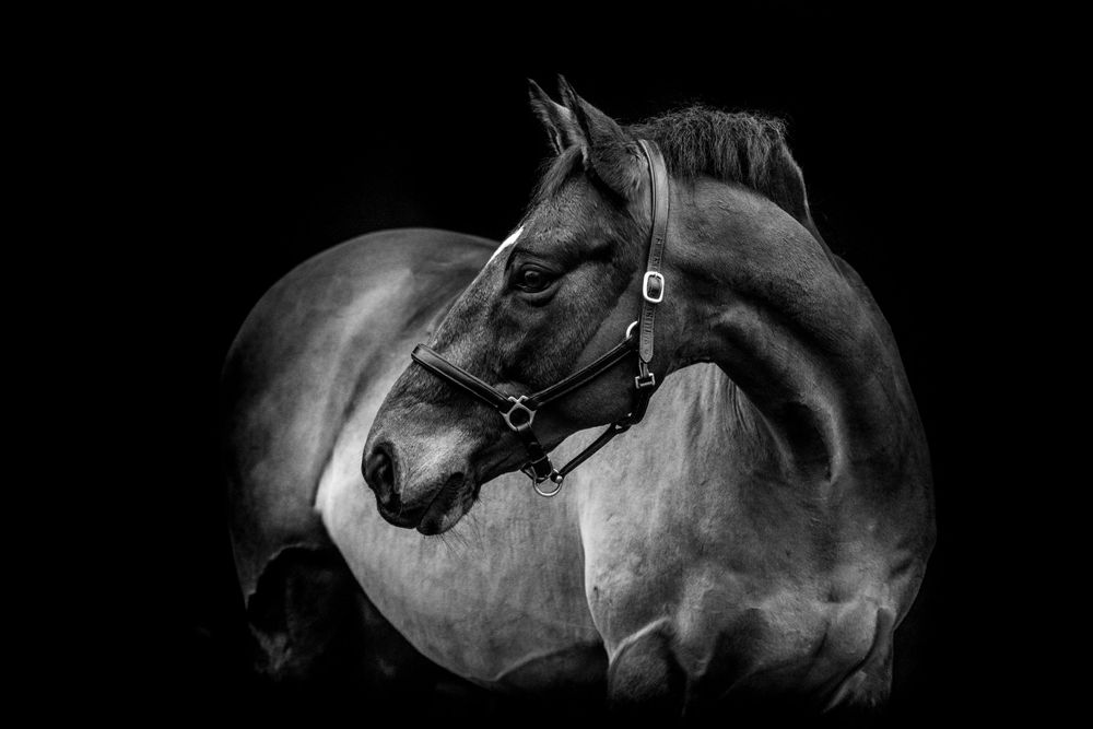 Fine Art Portfolio, Emma Laws Photography