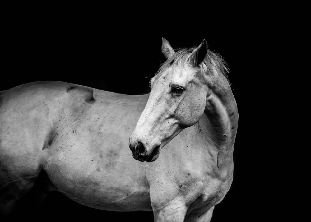 Fine Art Portfolio, Emma Laws Photography