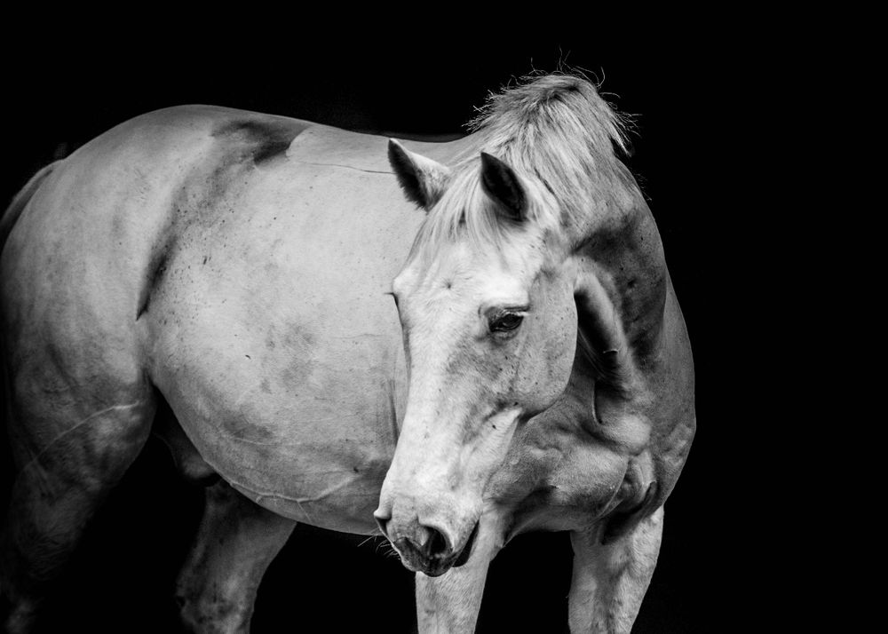 Fine Art Portfolio, Emma Laws Photography