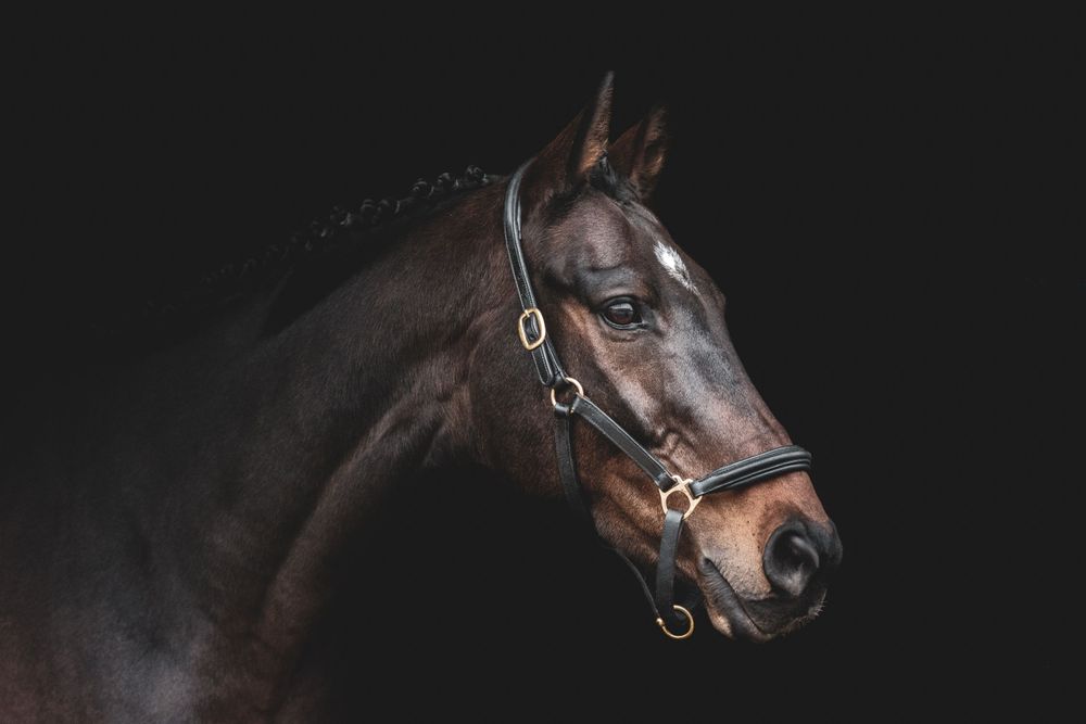 Fine Art Portfolio, Emma Laws Photography