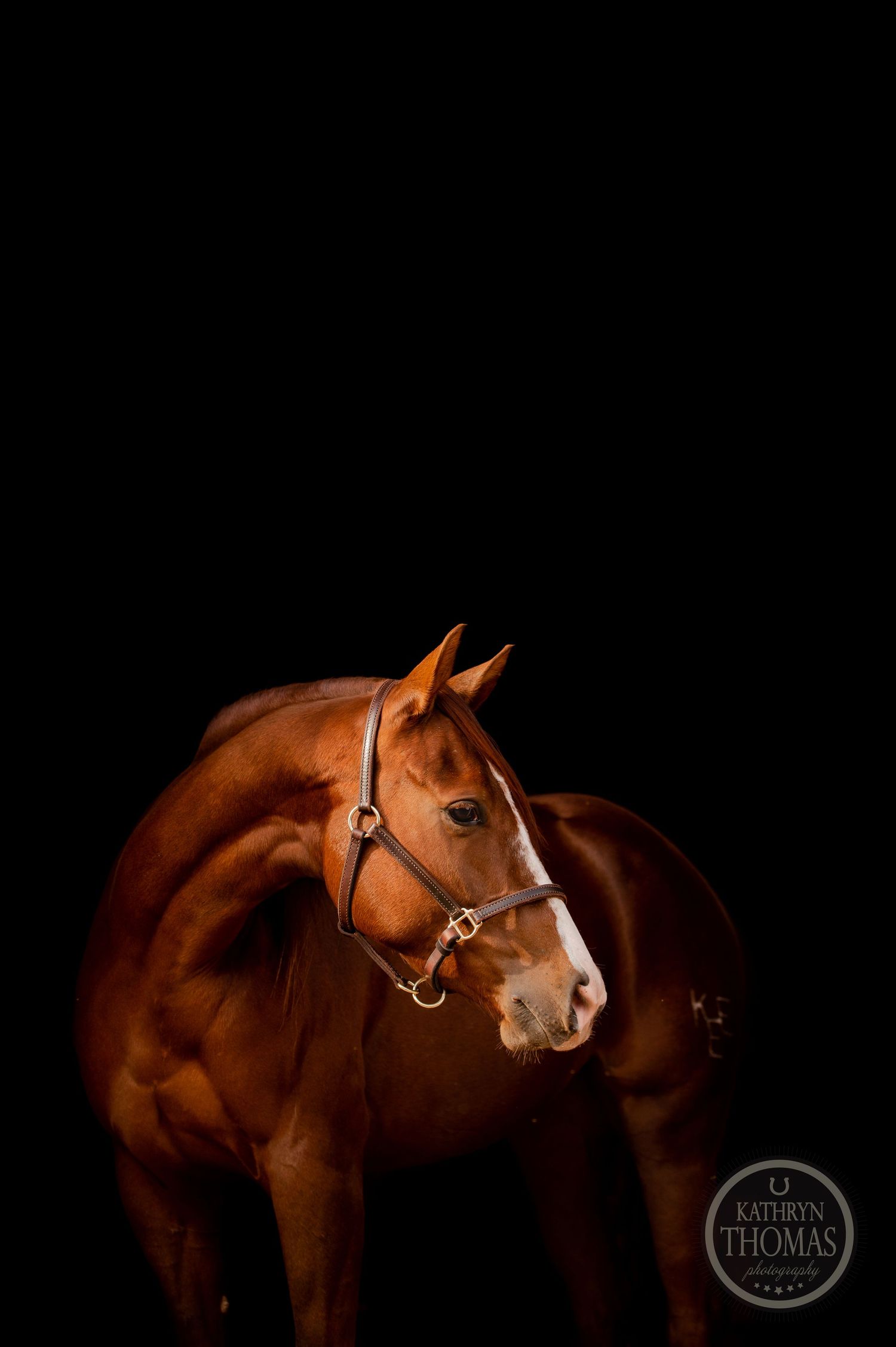 Side view of an elegant chestnut horse against dramatic black backdrop.