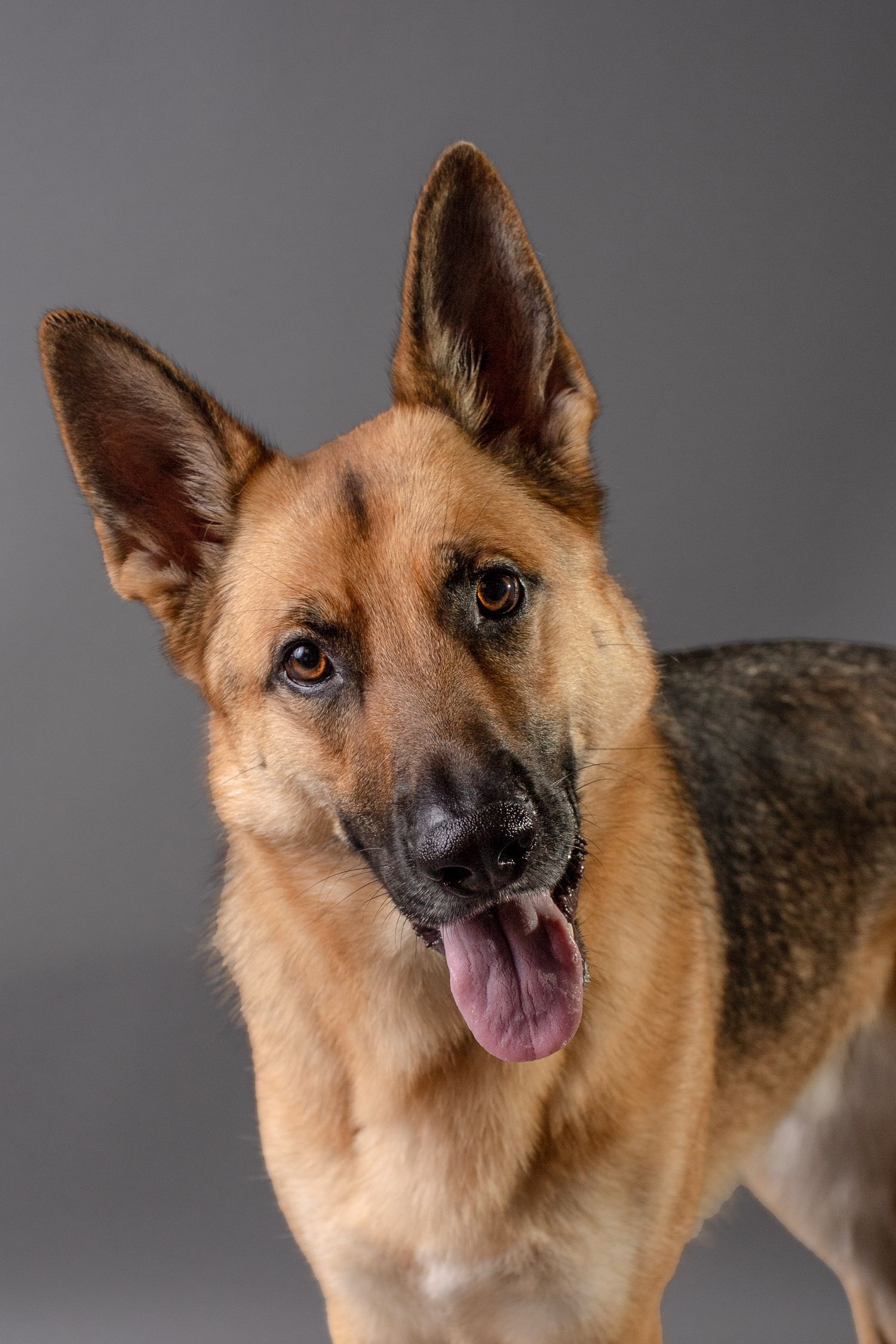 Portrait of an alert German Shepherd dog with perked ears against a grey background.