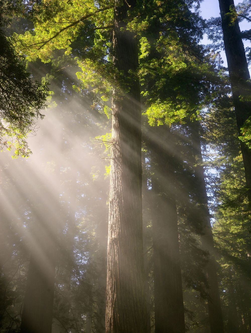 fine art landscape photograph of redwood forest national park with golden rays of sunshine fog trees mystical wall art