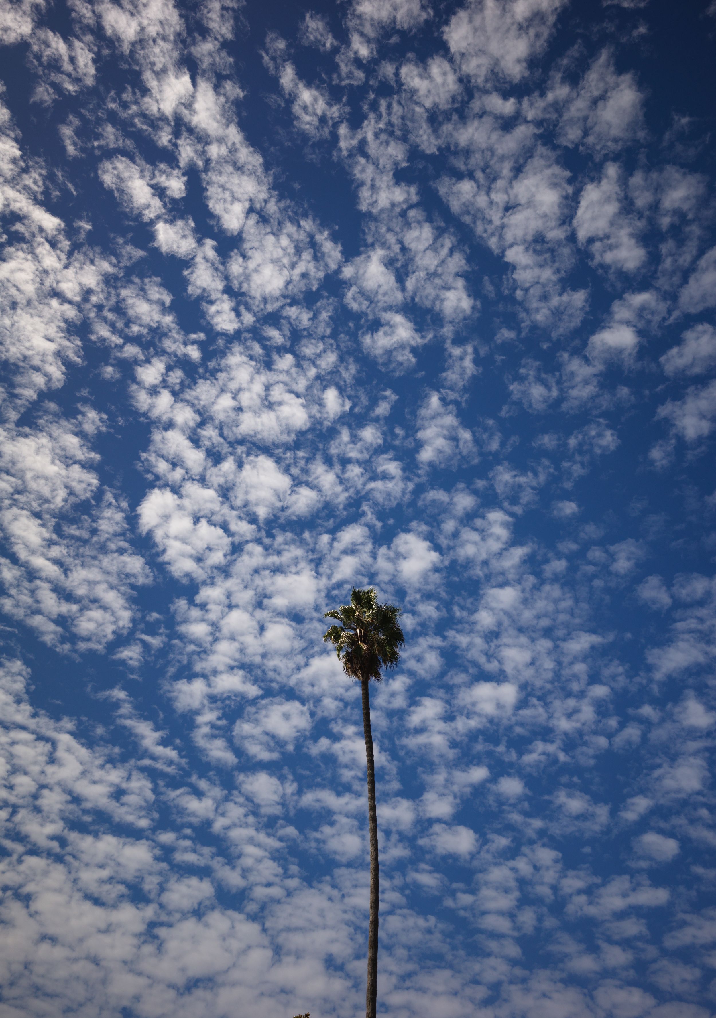 Fine art landscape photograph of palm tree with a perfect blue sky fluffy clouds California summer day wall art