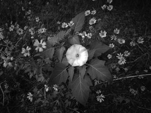 Black and white fine art landscape photograph of a sacred datura flower in Sedona. Moonflower. Wall art.