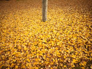 Fine art landscape photograph of fall colors yellow leaves covering the ground under a tree