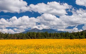 Fine art landscape photograph of flagstaff San Francisco peaks mount humphreys yellow wildflowers forest blue sky dramatic clouds wall art