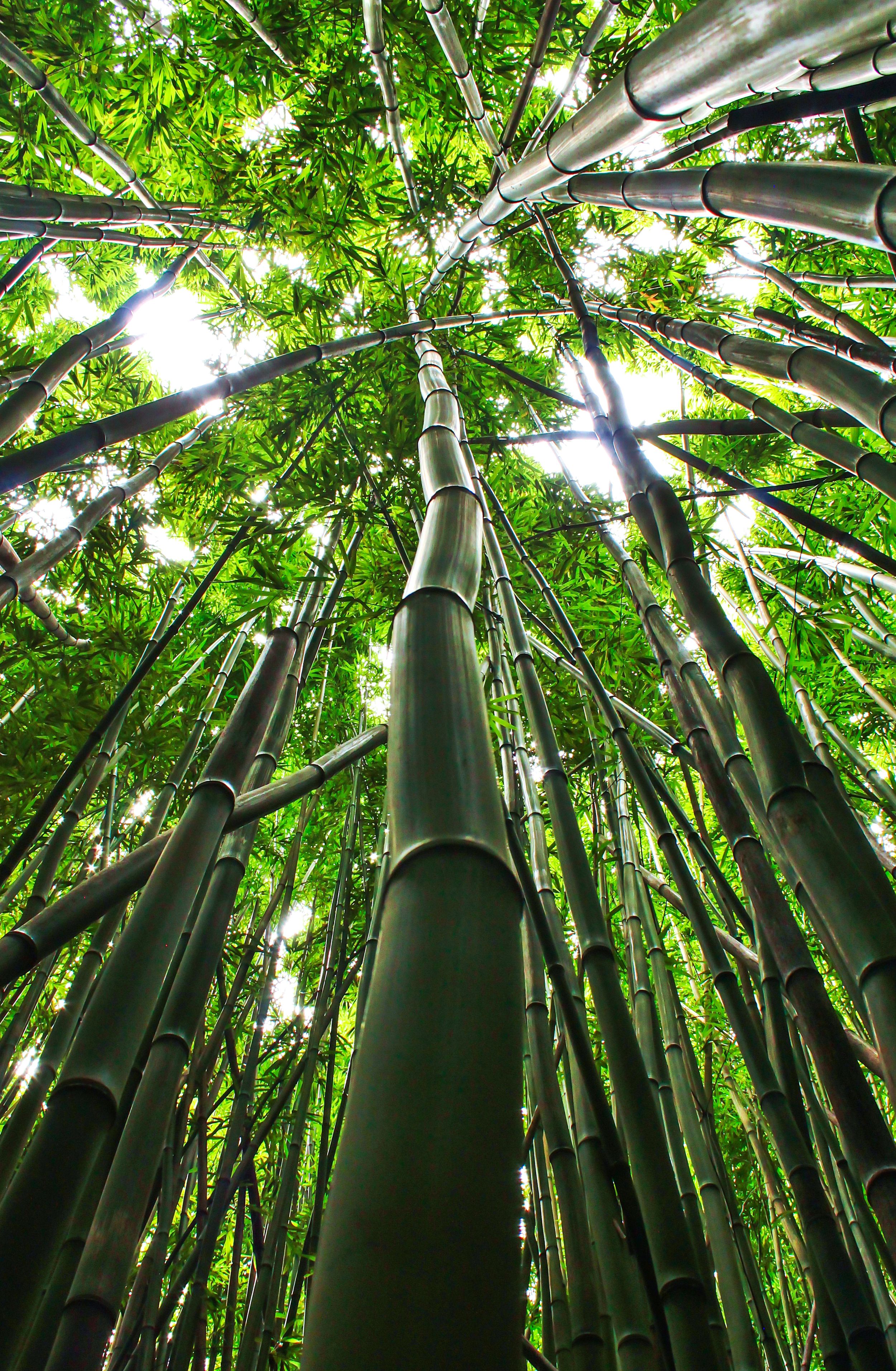 fine art landscape photograph of bamboo forest in hana Maui Hawaii Haleakala national park wall art