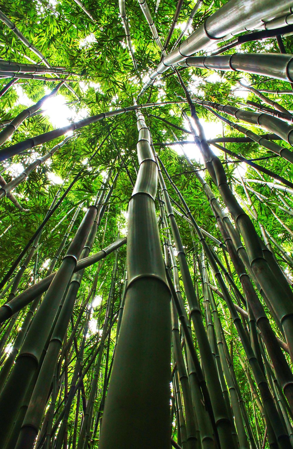 fine art landscape photograph of bamboo forest in hana Maui Hawaii Haleakala national park wall art