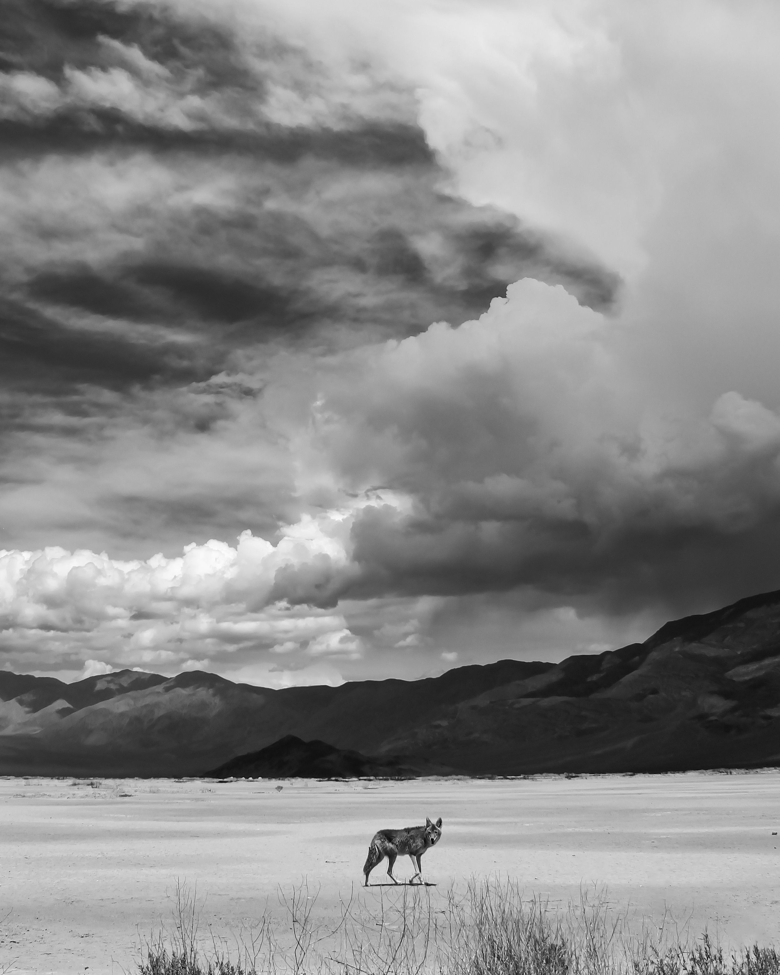 fine art black and white landscape photograph of Death Valley California desert with coyote storm clouds dramatic sky wall art