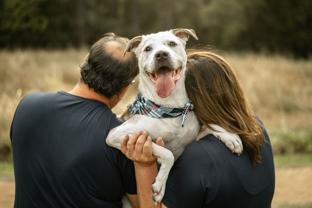 A white and brown dog is held and kissed lovingly outdoors in a natural setting.