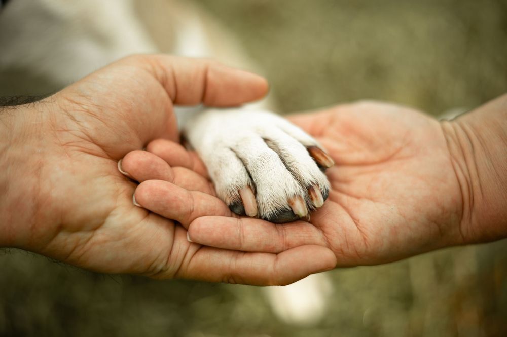 A series of hands passing a small pebble or stone in a sequential motion against a blurred natural background.