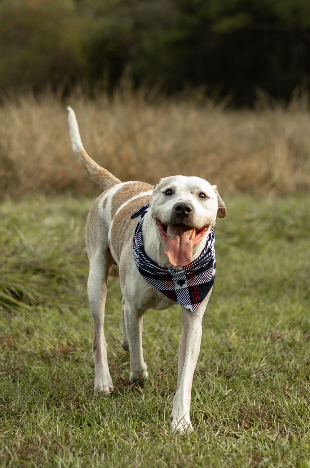 A happy white pit bull wearing a striped bandana stands in a grassy field with its tongue out.