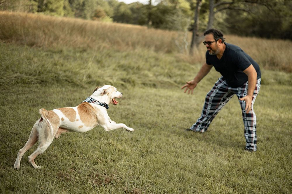 A sequence of action shots showing a dog running and playing fetch in a grassy outdoor field.