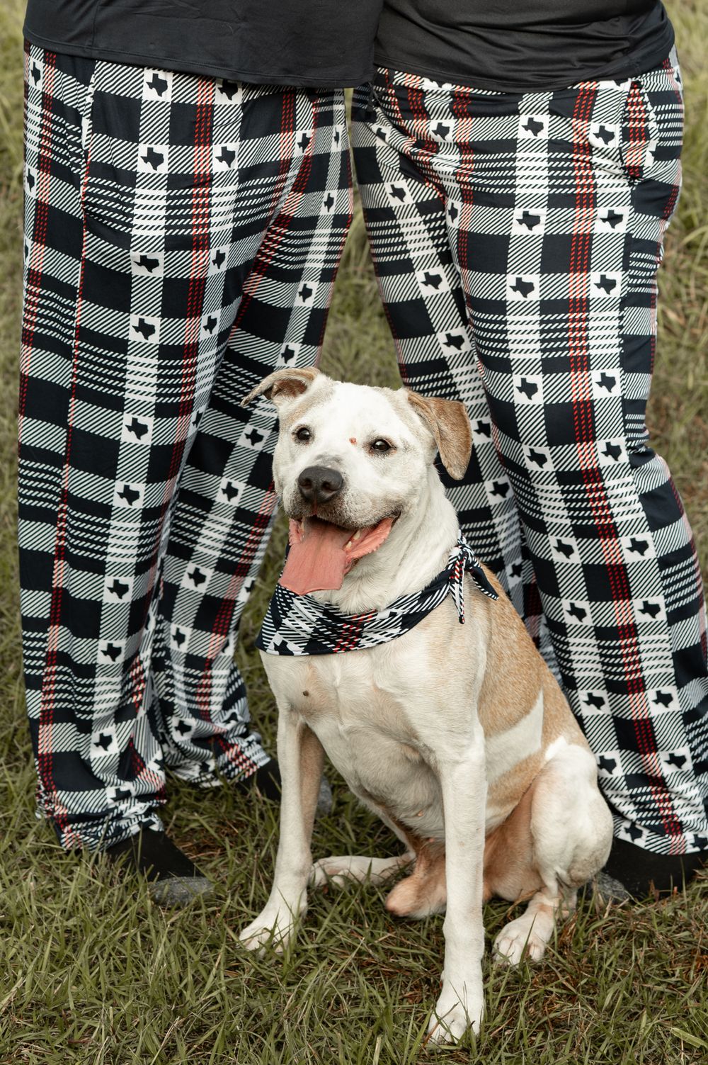 White dog sits in front of plaid pajama pants in a grassy outdoor setting.