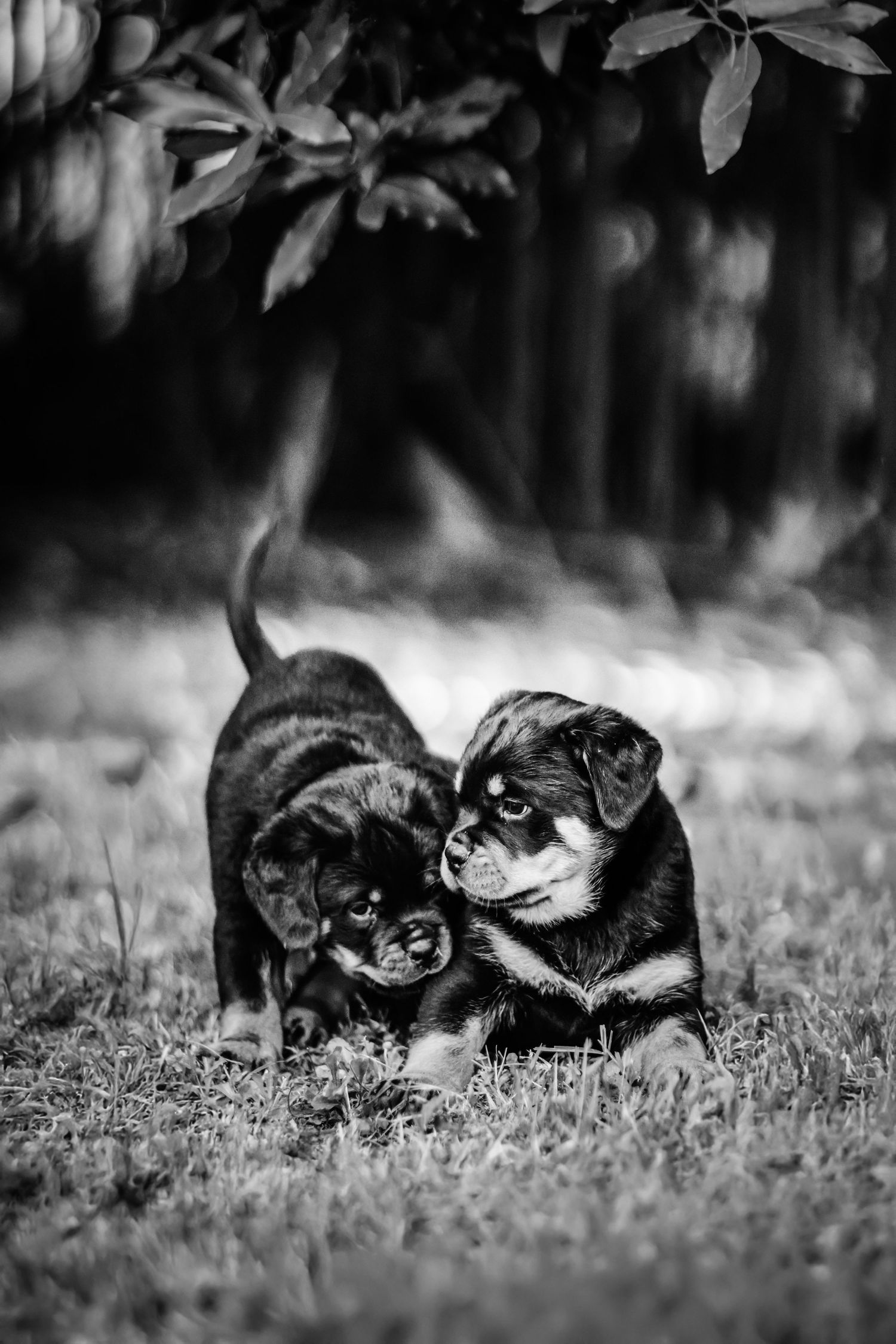 Photographie artistique Animaux à domicile
Photographe Portraitiste de France en Charente-Maritime