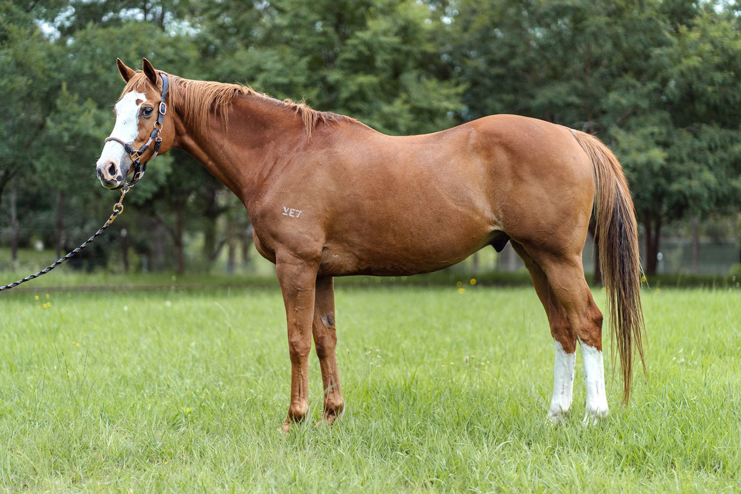 A chestnut horse with white markings stands in a lush green pasture on a sunny summer day during a horse photoshoot in Sydney