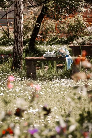 A dreamy meadow filled with white wildflowers and scattered trees in soft natural light. Hayne, Devon