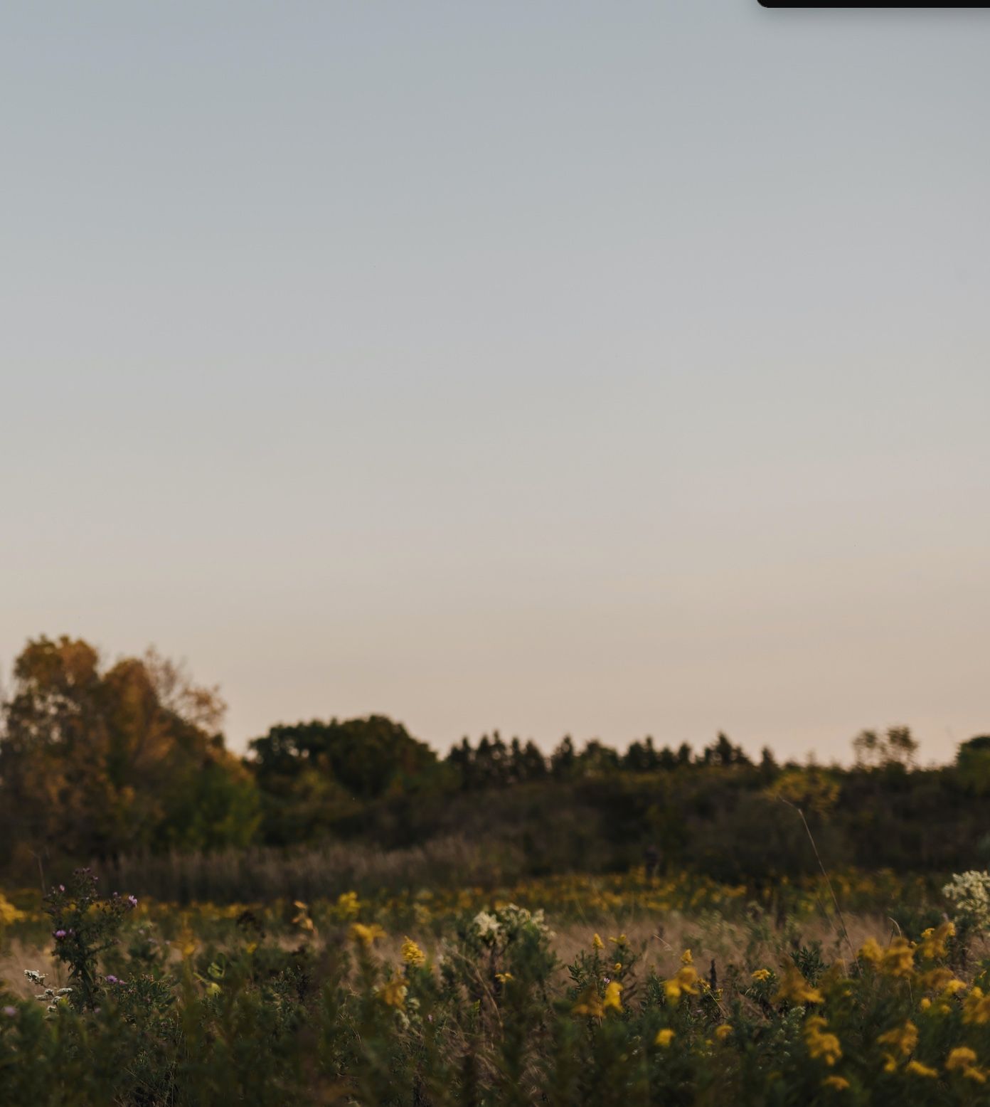 Sunlit meadow with tall grasses and wildflowers at golden hour