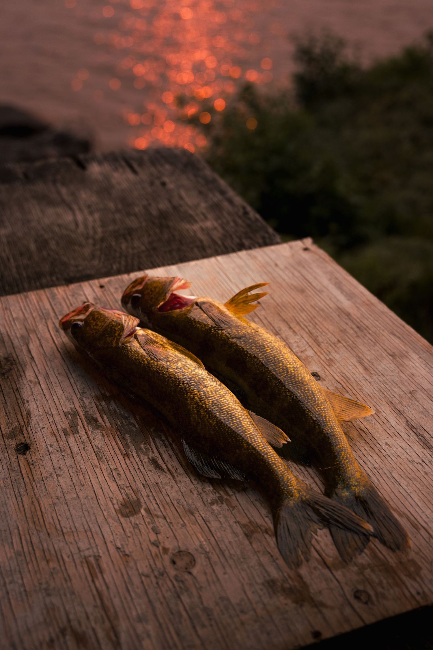 Two freshly caught fish lying on a wooden surface during sunset.