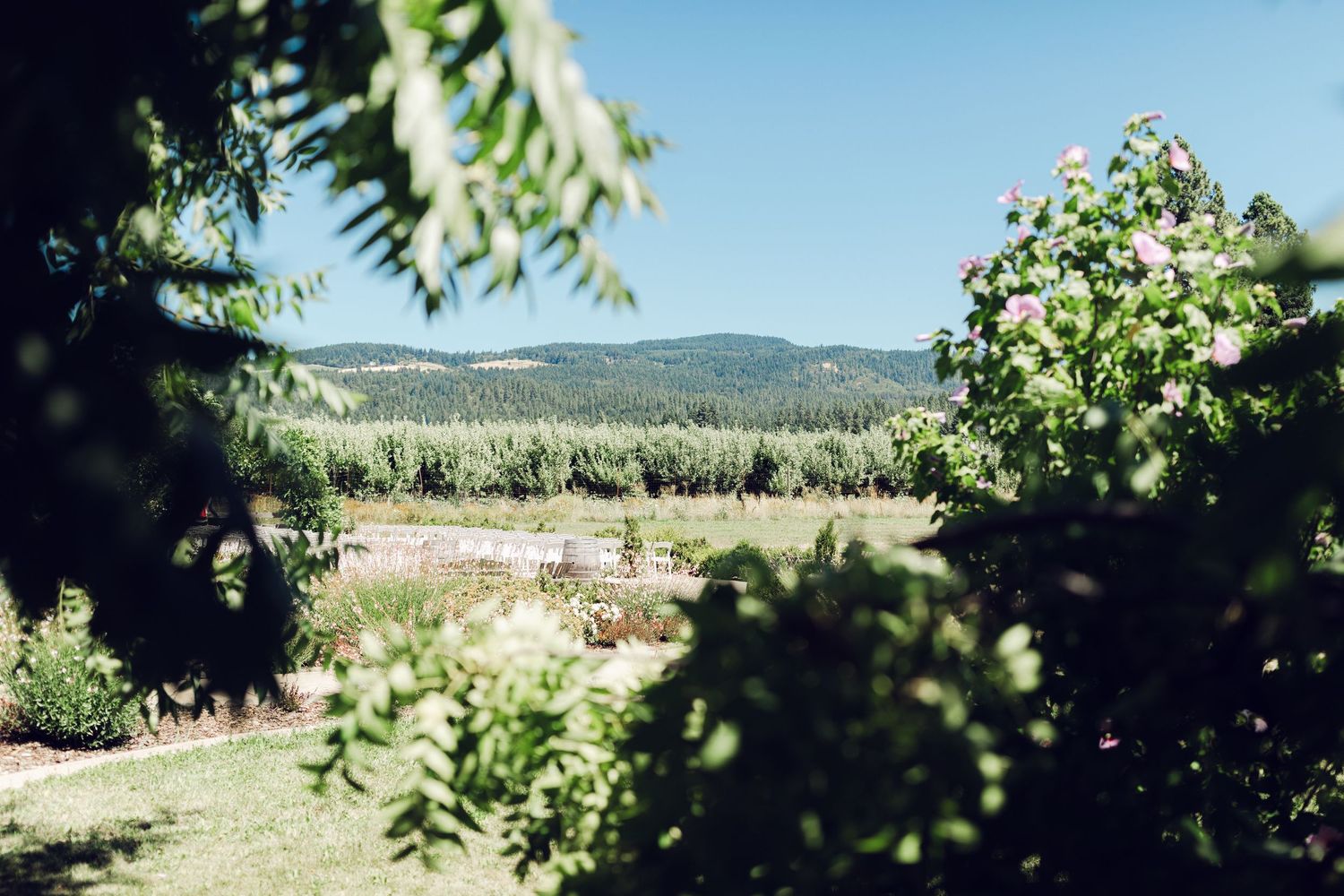 Panoramic view of a scenic vineyard landscape with rolling hills and lush grapevines stretching into the distance.