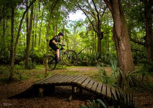 Wooden boardwalk path winding through lush green forest landscape.