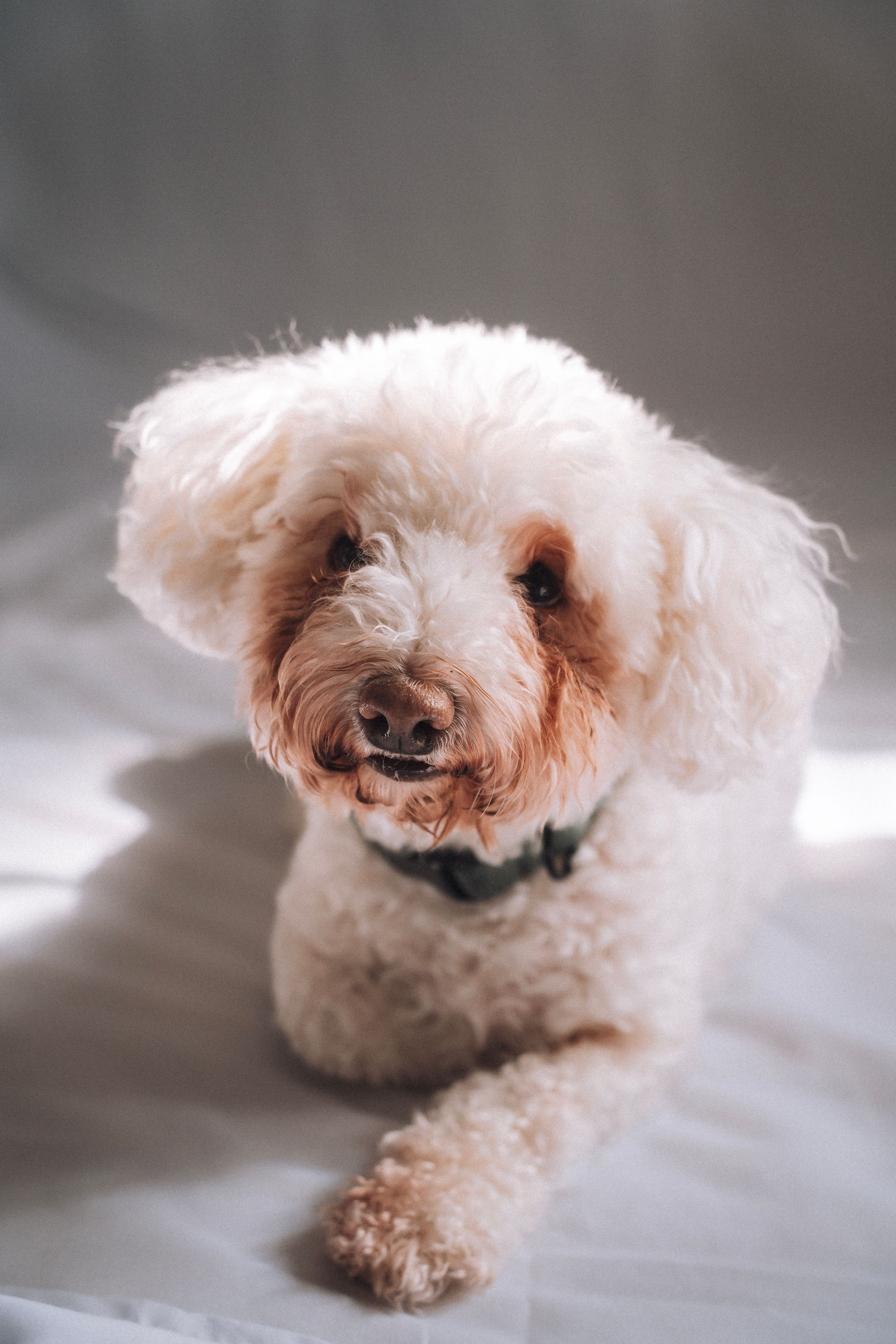 A fluffy white Bichon Frise dog with cute black eyes rests on a gray surface in soft lighting.