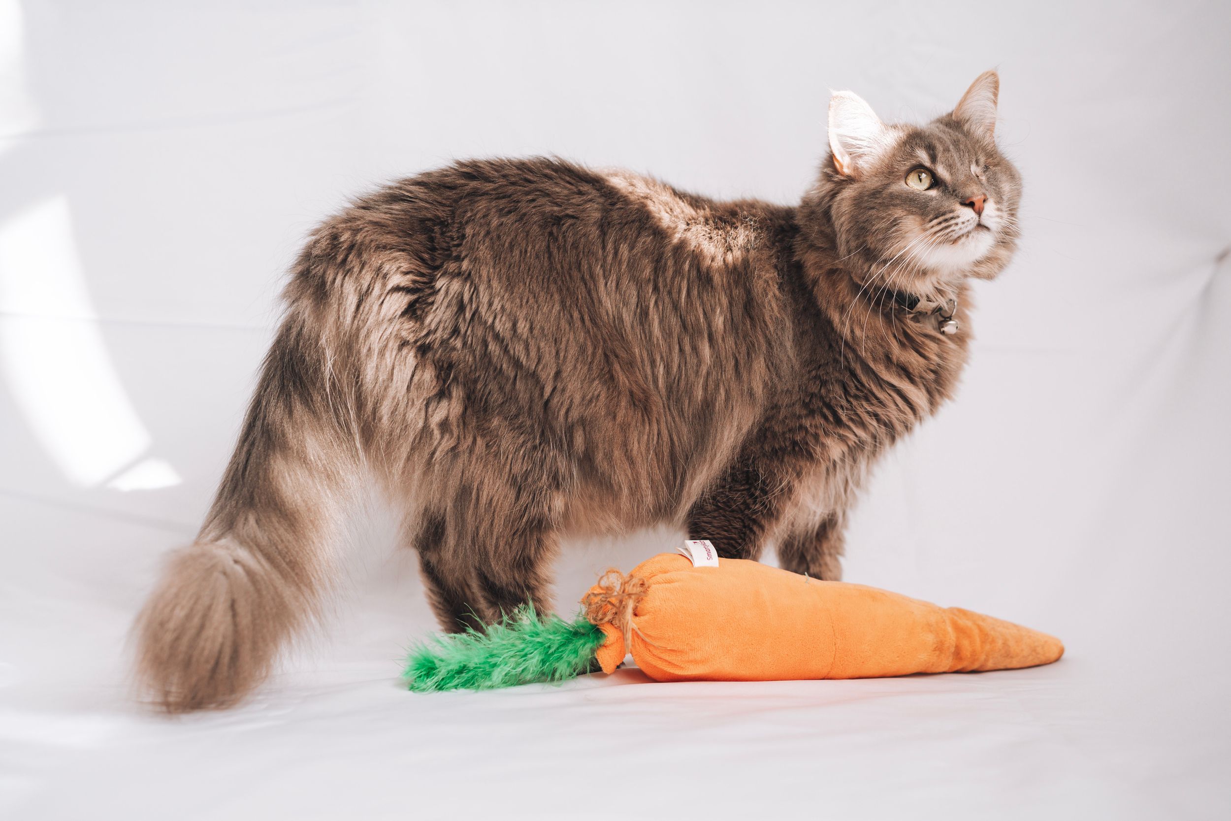 Fluffy brown Maine Coon cat stands next to large plush carrot toy on white background.