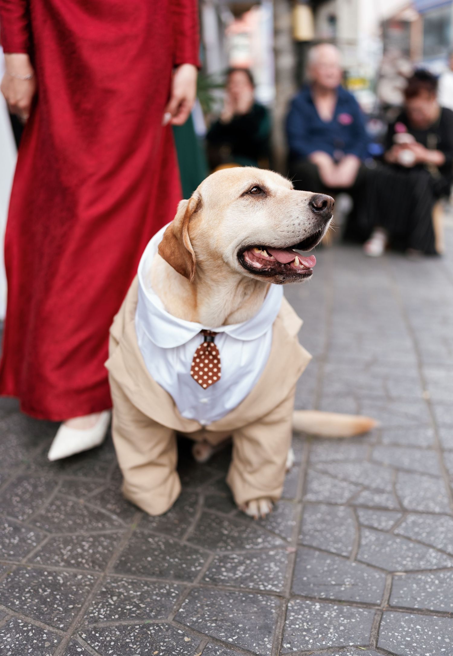 A Labrador dog wearing a formal business outfit with khaki pants, white shirt and tie stands on a paved street.