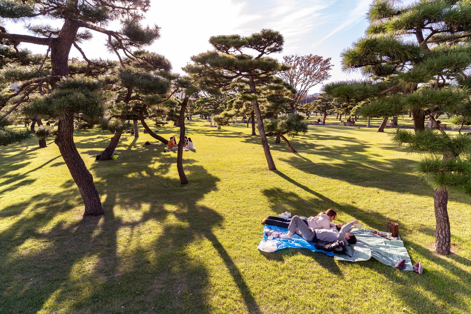 Peaceful Japanese garden with pine trees casting shadows on green grass and picnic blanket.