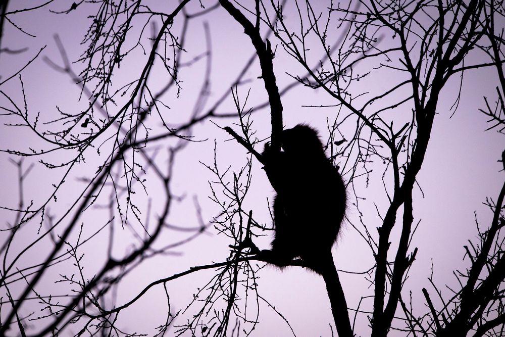 PT#5 - Sundown Silhouette of a Porcupine. Ottawa, CA.