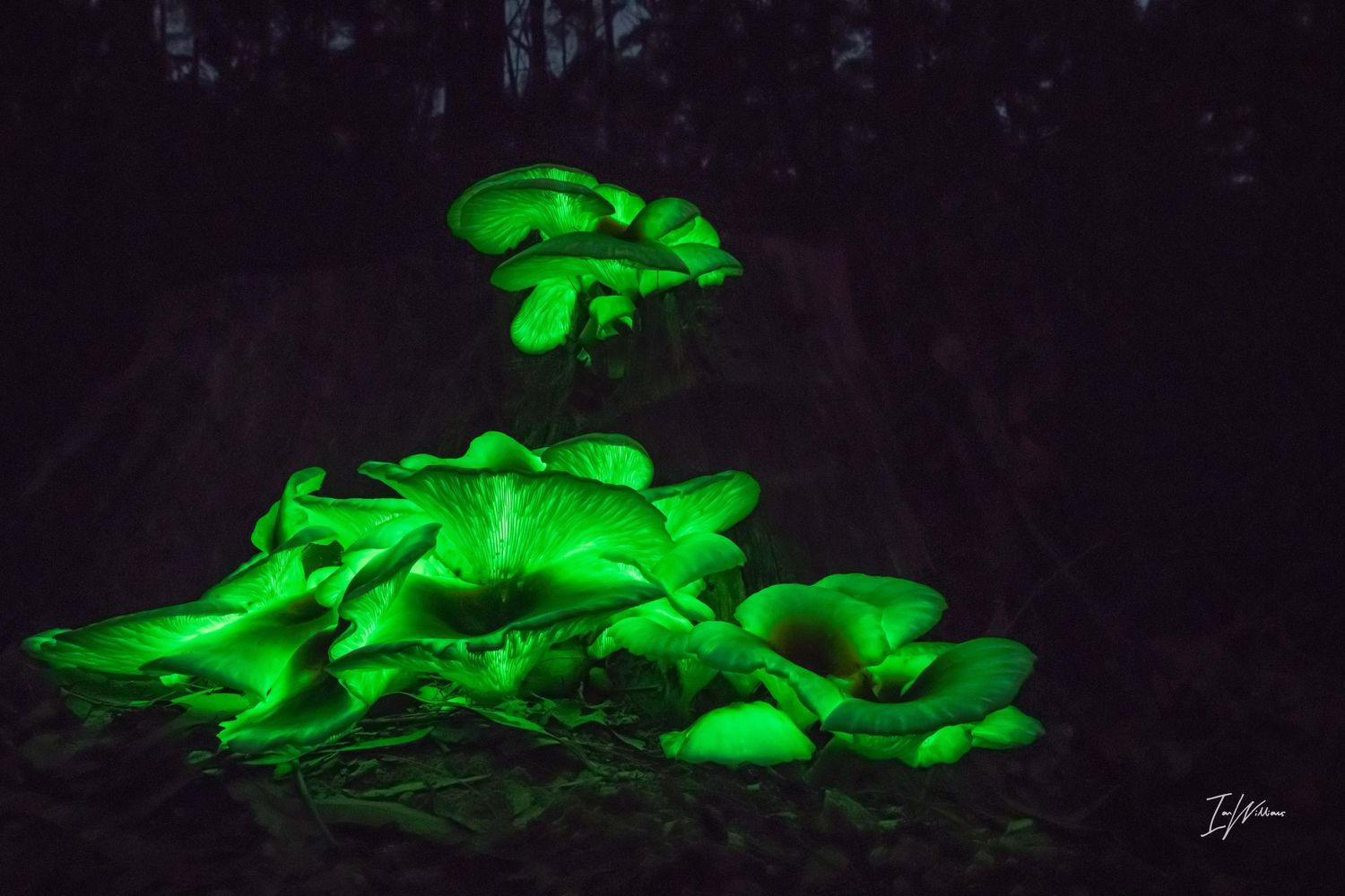 Ghost fungi, Bermagui