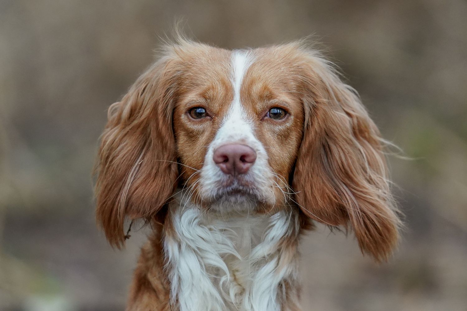 Close-up portrait of a golden and white Cocker Spaniel with long floppy ears against a blurred outdoor background.