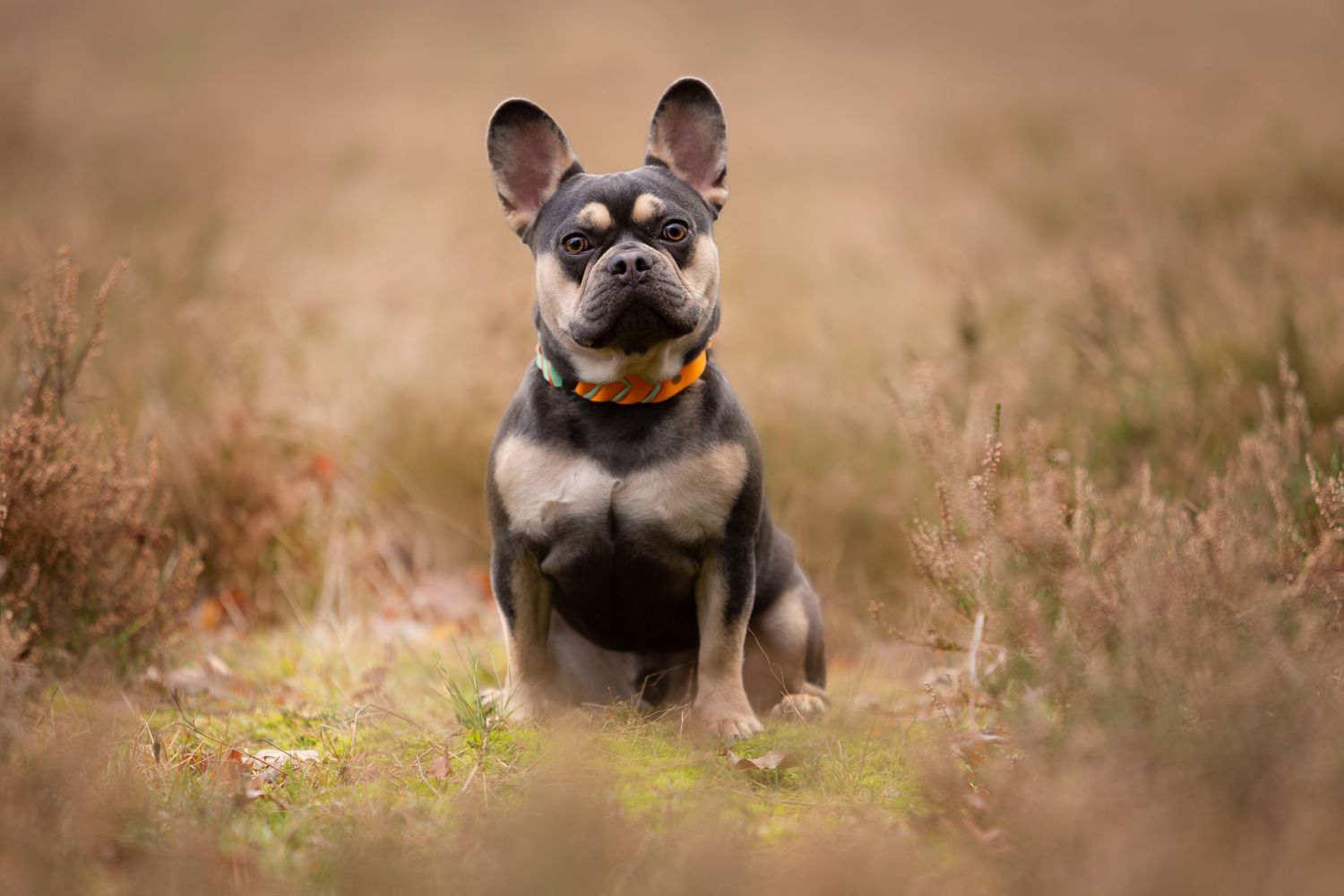 Hondenfotografie, dierenliefde, natuur, heide, bos