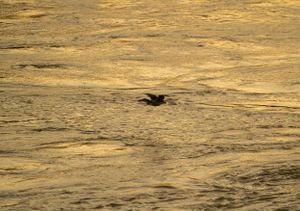 A bird skims low over golden water at sunset.