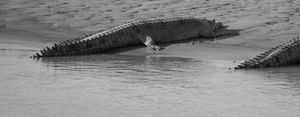 Two gharial crocodiles rest in shallow water along a sandy riverbank.