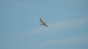 A bird soars against a pale blue sky with wings spread wide.