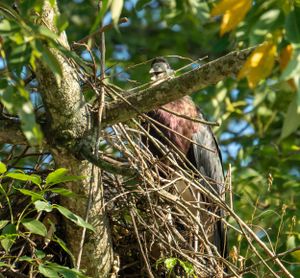 A large vulture perches in a leafy tree with its nest.