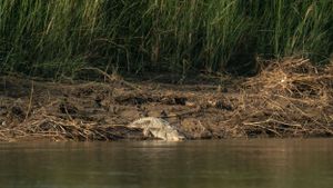 A mugger crocodile basks on the muddy riverbank among tall grass.