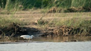 A white egret wades in shallow water near the grassy riverbank.