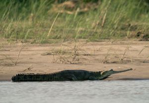 A large gharial crocodile rests on the sandy riverbank near the water's edge.