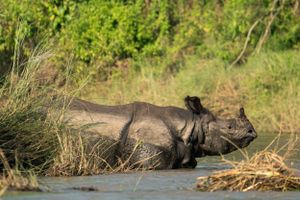 A one-horned rhinoceros wades through shallow water near grassy riverbank.
