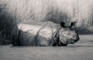 A hippopotamus resting in shallow water near a grassy bank.