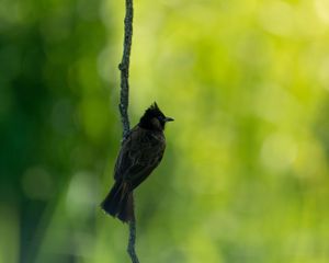 A small dark bird perched on a thin branch against a blurred green background.