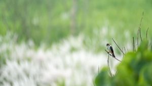 Green grass blades in soft focus creating a natural background texture.